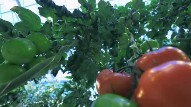 Fresh tomatoes growing on plants. — Stock Video