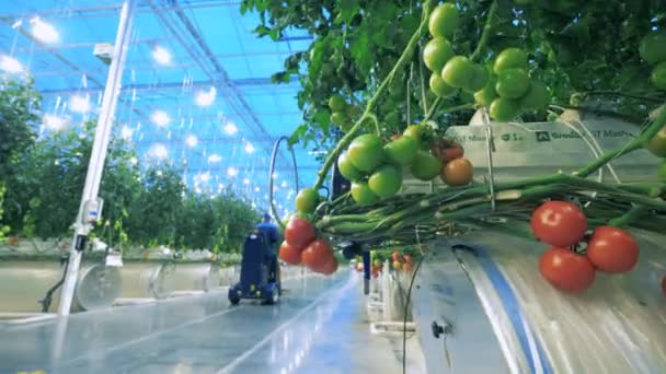 Gardener checks tomatoes in greenhouse. — Stock Video