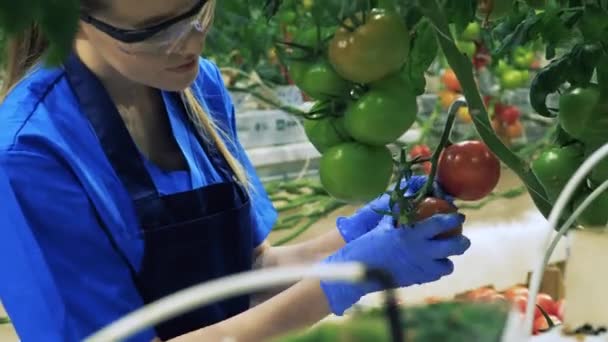 Jeden zemědělec kontroluje zralá rajčata ve skleníku. — Stock video