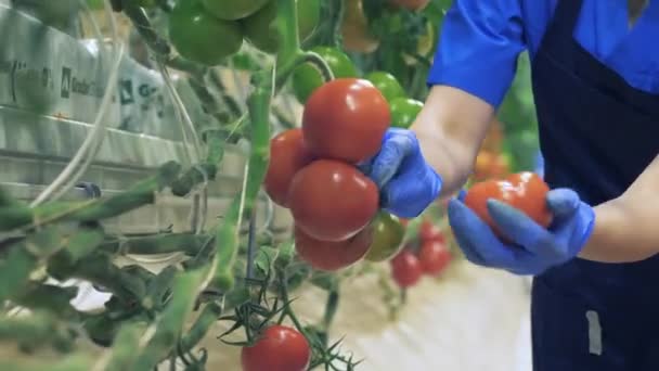 Glasshouse travailleur recueille des tomates mûres . — Video