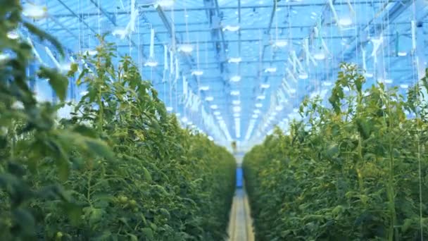Tomato plants growing in rows in greenhouse. — Stock Video