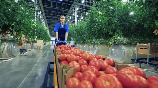 Een tuinman duwt een kar vol tomaten. — Stockvideo
