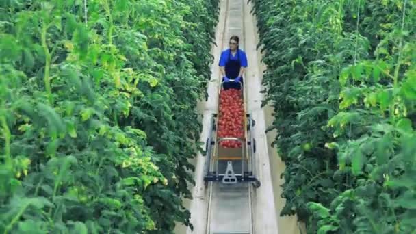 Woman walks in greenhouse with a cart, checking tomatoes. — Stock Video