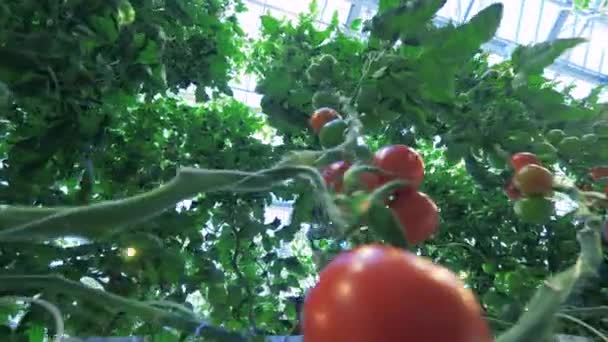 Green and red tomatoes grow in glasshouse. — Stock Video