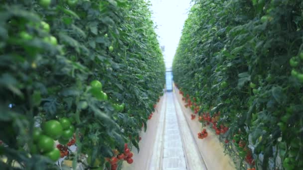 Rote und grüne Tomaten wachsen im Gewächshaus. — Stockvideo