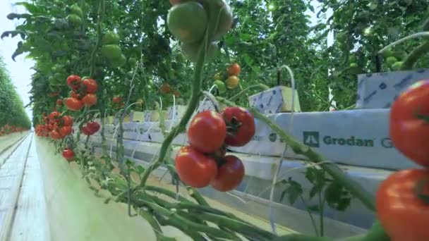 Tomatoes ripening on plants in greenhouse. — Stock Video
