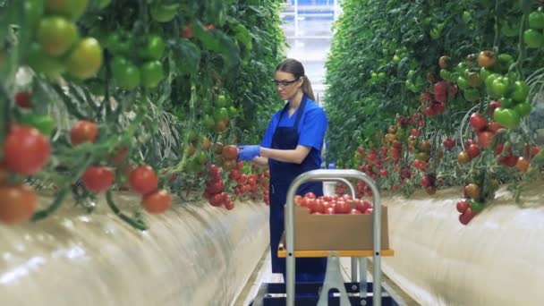 Žena sbírá rajčata ve skleníku, dává je do krabice. — Stock video