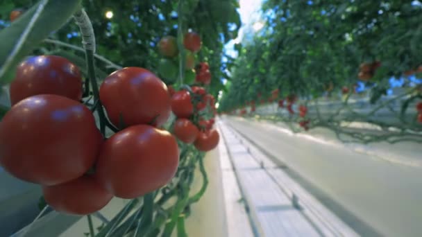 Reife Tomaten wachsen auf einem Zweig im Gewächshaus. — Stockvideo