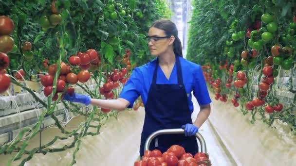 Femmina contadina raccoglie pomodori rossi . — Video Stock
