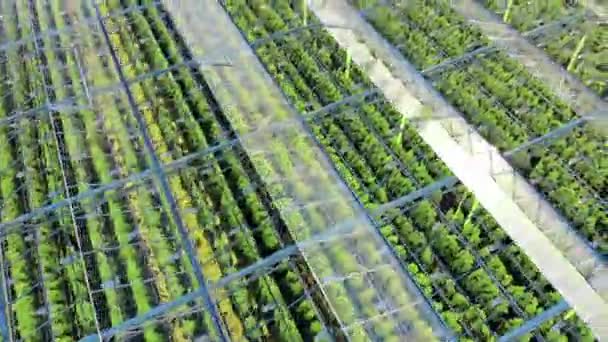 Skleník se zelenými rostlinami s výhledem shora — Stock video