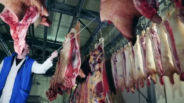 Factory worker is using a hook to relocate meat carcasses at a food warehouse. — Stock Video