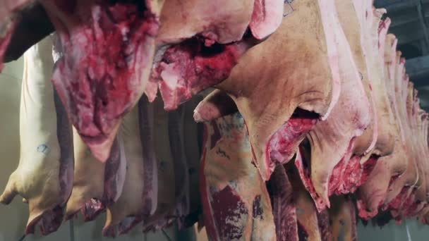食品制造厂仓库,堆满肉类产品.工厂冷冻机，装有挂着的肉类尸体 — 图库视频影像