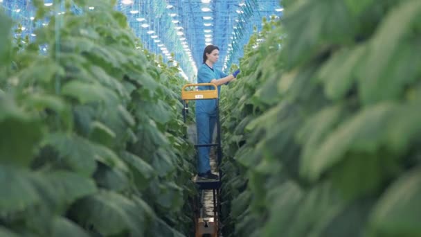 온실에 사는 한 여성 이 구충제 식물들을 묶고 있습니다. — 비디오