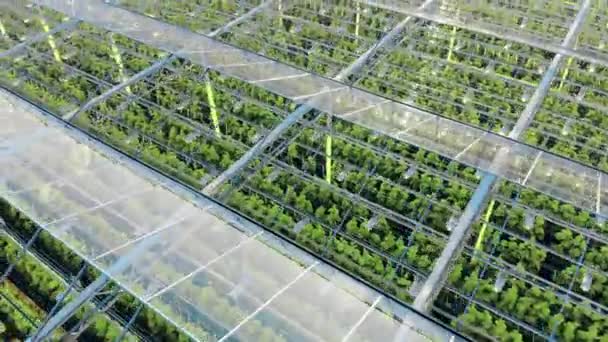 Plantas verdes vistas a través del techo transparente de un invernadero — Vídeos de Stock