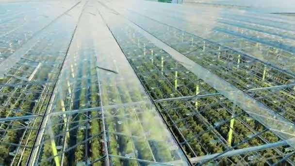 Transparante kas met groene plantages binnen — Stockvideo