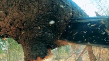 Bir ağaç gövdesini testereyle keserken kapat