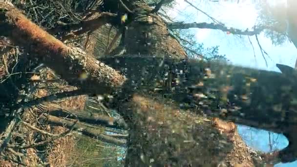 Las ramas de los árboles se están cortando de un árbol con una sierra — Vídeo de stock