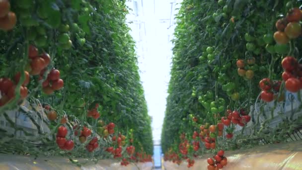 Gromady pomidorów rosnące w cieplarni. Czerwone dojrzałe pomidory. — Wideo stockowe