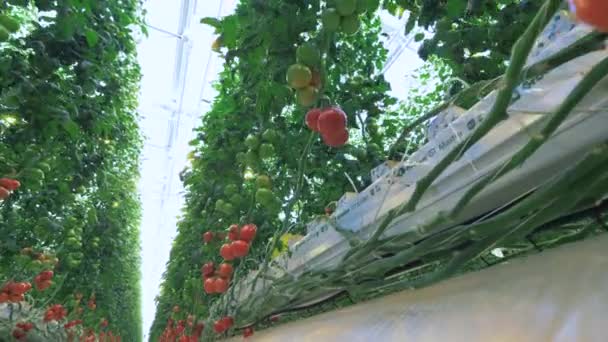 Sistema de irrigação e plantas de tomate ligadas a ele — Vídeo de Stock