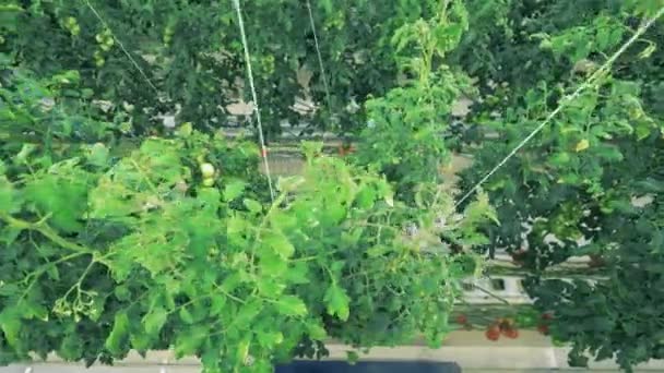 Vue du dessus des plants de tomates vertes attachés — Video