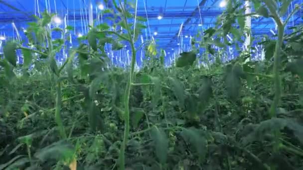 Plantas de tomate alto crescendo na casa quente — Vídeo de Stock