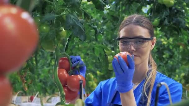 Koncepcja przemysłu rolnego. Pani rolnik zbiera dojrzałe pomidory w zieleni — Wideo stockowe