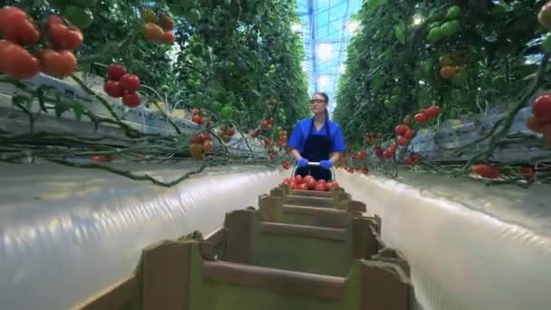 Front view of a female greenery worker transporting tomatoes — Stock Video