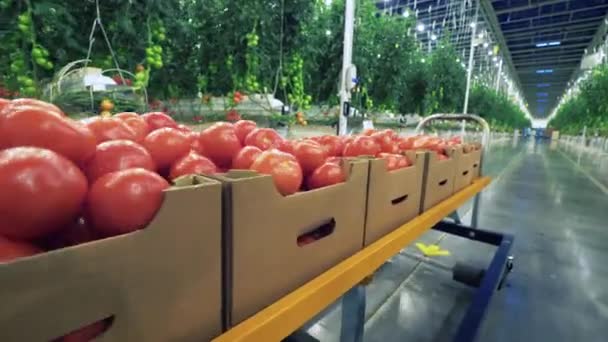 Serre avec des plantes en croissance et des boîtes avec des tomates rouges mûres . — Video