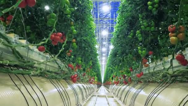 Hothouse passage tussen twee rijen tomaten — Stockvideo