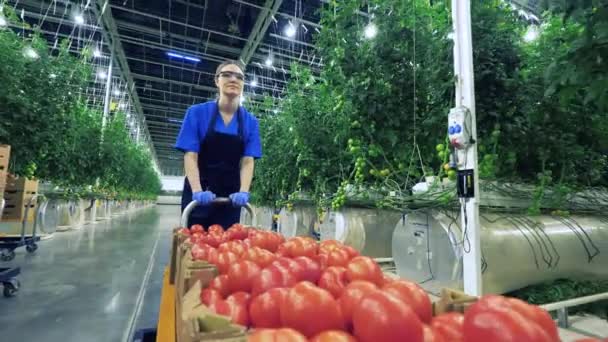 Pracownik szklarni przewozi skrzynki z dojrzałymi pomidorami. — Wideo stockowe