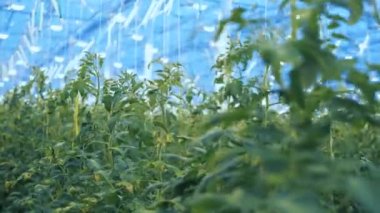 Serada yetiştirilmiş domates bitkileri.