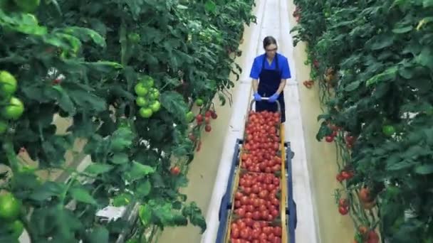 Bäuerin transportiert einen Wagen voller Tomatenkartons. Agrarindustriekonzept. — Stockvideo