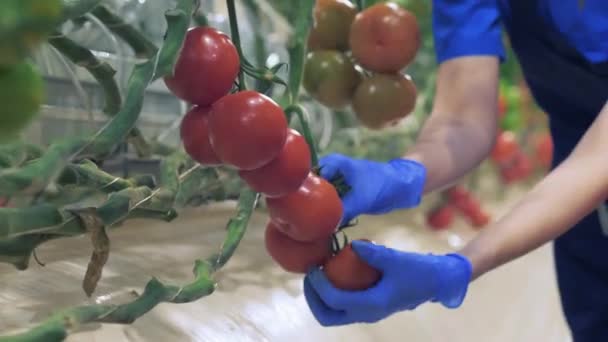 Os tomates estão a ser colhidos no casarão. Conceito da indústria agrícola. Tomates vermelhos maduros . — Vídeo de Stock