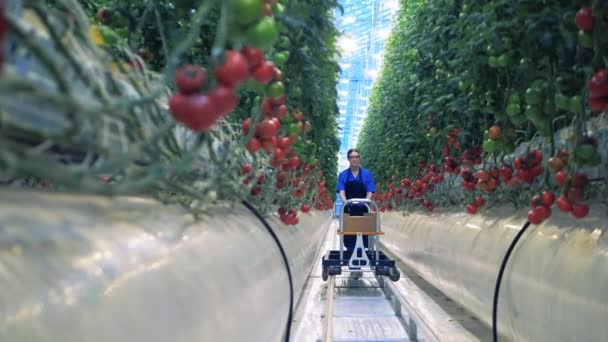 La agricultora está empujando un carro por el verdor. — Vídeo de stock