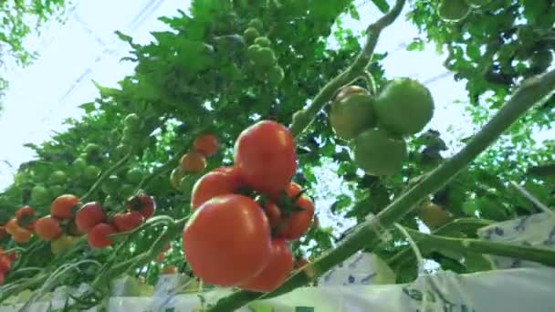 Tomates rojos maduros. Líneas de tomates creciendo en el invernadero — Vídeo de stock