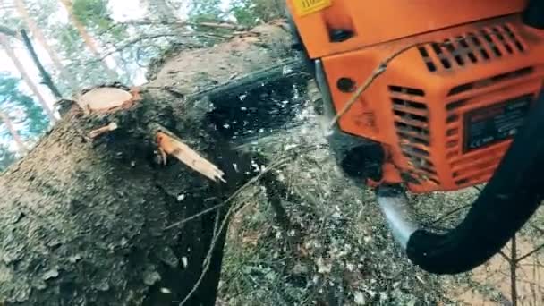 Árbol caído está siendo cortado con una motosierra — Vídeo de stock