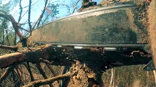 Branches of a tree are getting sawn with a chainsaw — Stock Video