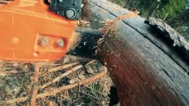 Деревянный ствол распиливают бензопилой. — стоковое видео
