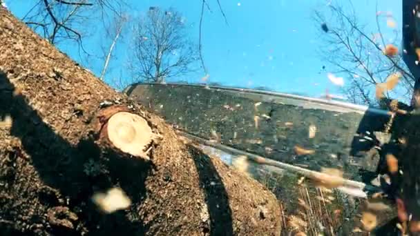 La tronçonneuse est utilisée pour commencer à couper le bois — Video