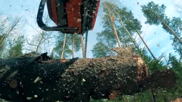 Upadły pień drzewa jest piłowany w lesie. — Wideo stockowe