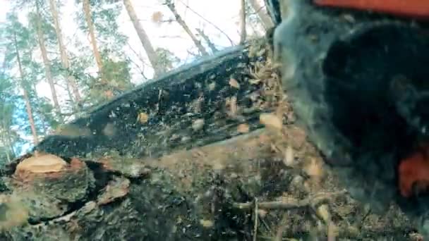 Holzstaub fliegt herum, während der Baum gesägt wird — Stockvideo
