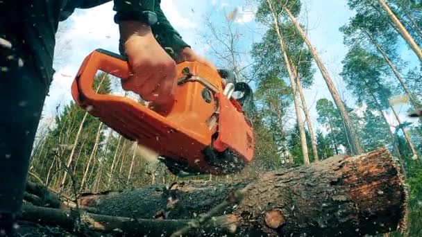 La motosierra está siendo utilizada por una persona para cortar madera — Vídeos de Stock