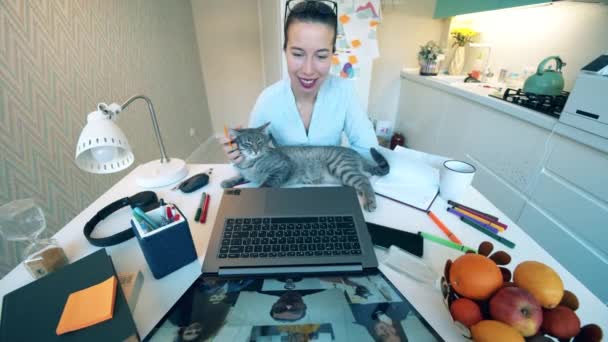Una mujer con un gato está participando en una reunión en línea en casa. Grupo de colegas hablando con la aplicación de videoconferencia, videocall. Trabajo desde casa, pandemia de COVID-19 . — Vídeo de stock