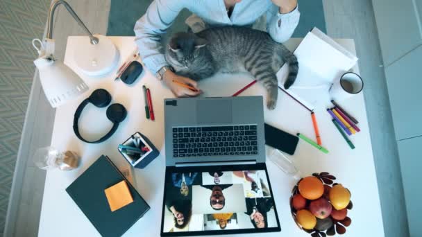 Vista superior de uma mesa com um gato durante a reunião online — Vídeo de Stock