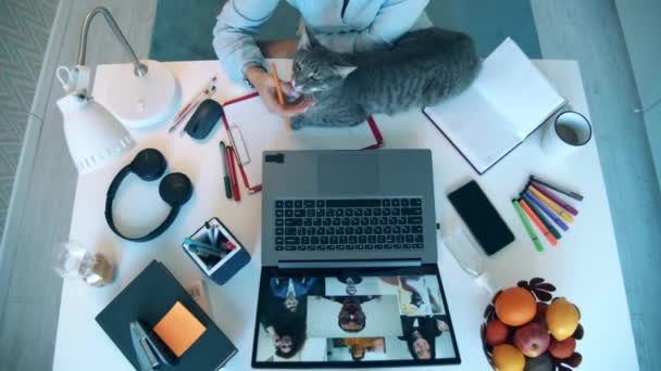 Seorang wanita membelai kucing selama konferensi online dalam pandangan atas. Pertemuan online, kerja jauh menggunakan videocall. — Stok Video