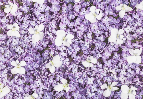 Lilac Flowers White Pansy Background Flat Lay Top View — Stock Photo, Image