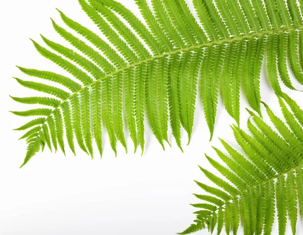 Tropical summer background. Fern branches isolated on white background. Flat lay. Top view. Minimal concept.