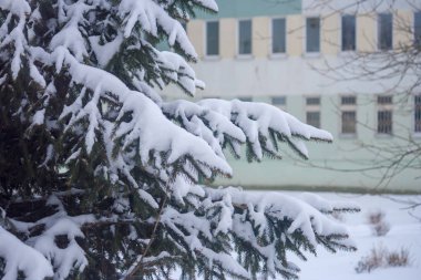 Yumuşak karlı ladin pençeleri