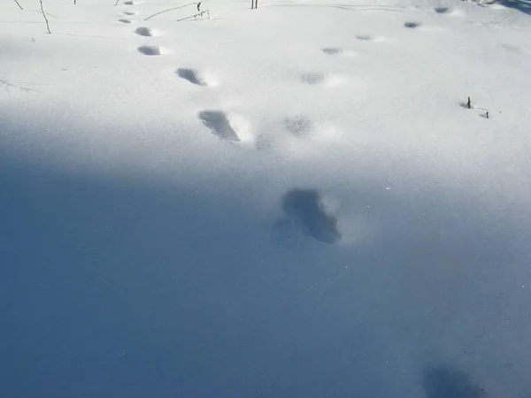 Pegadas na neve fresca. — Fotografia de Stock