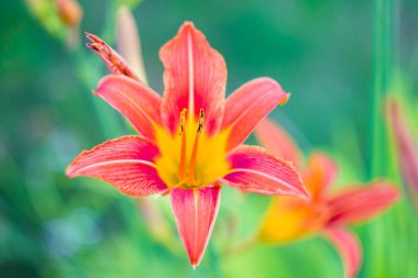 Yeşil saplı güzel turuncu zambak. Açık arazide narin bahçe çiçeklerine dikkat edin..